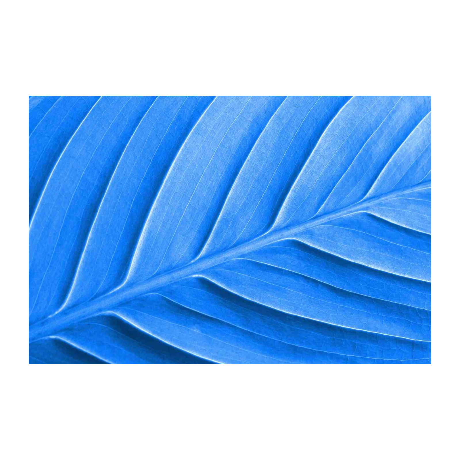 Vibrant Blue Leaf Macro Wall Art