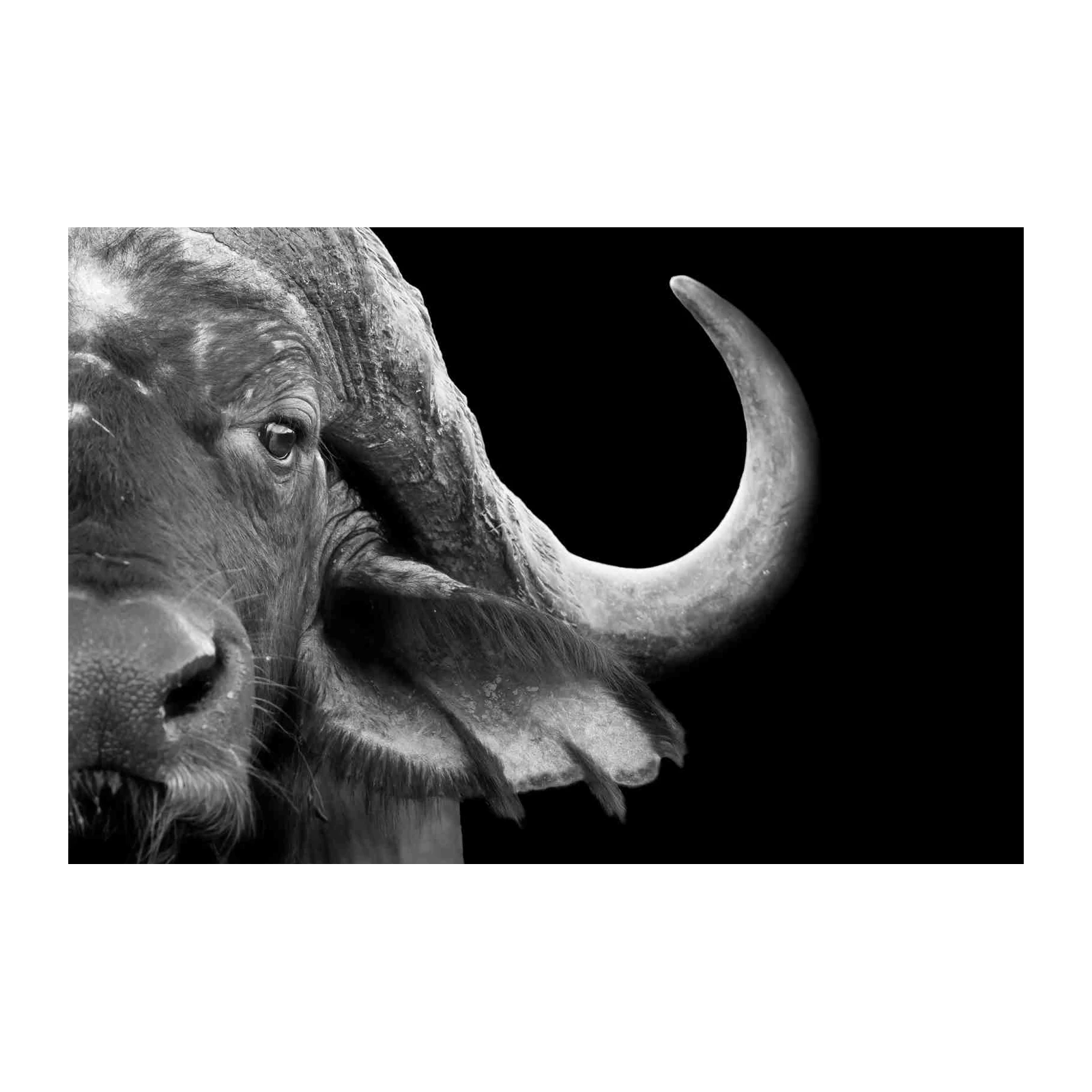 Bold Buffalo Portrait Wall Art - Wildlife Art