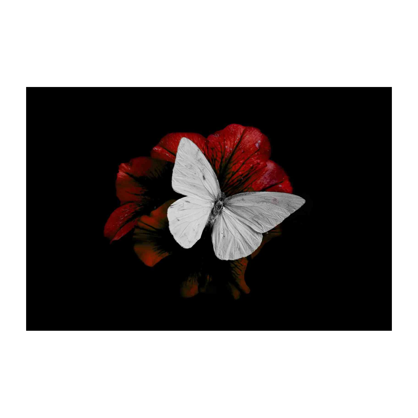 Monarch Butterfly Red Petal Wall Art