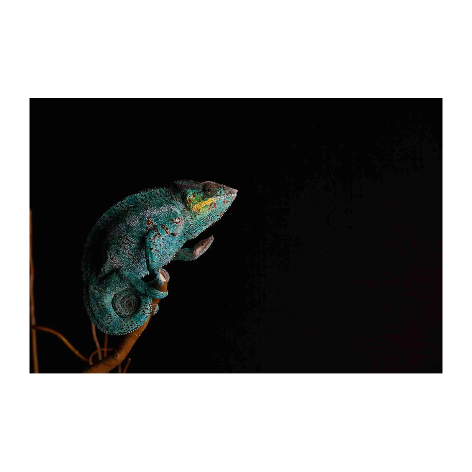 Vibrant Blue Chameleon on Branch Wall Art