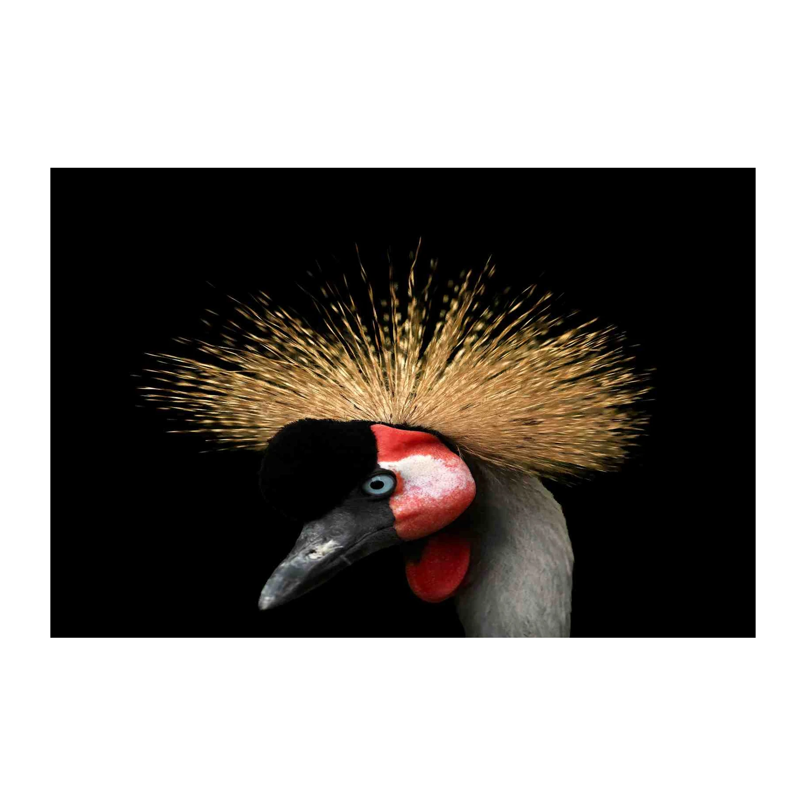 Majestic Grey Crowned Crane Art Wall Art
