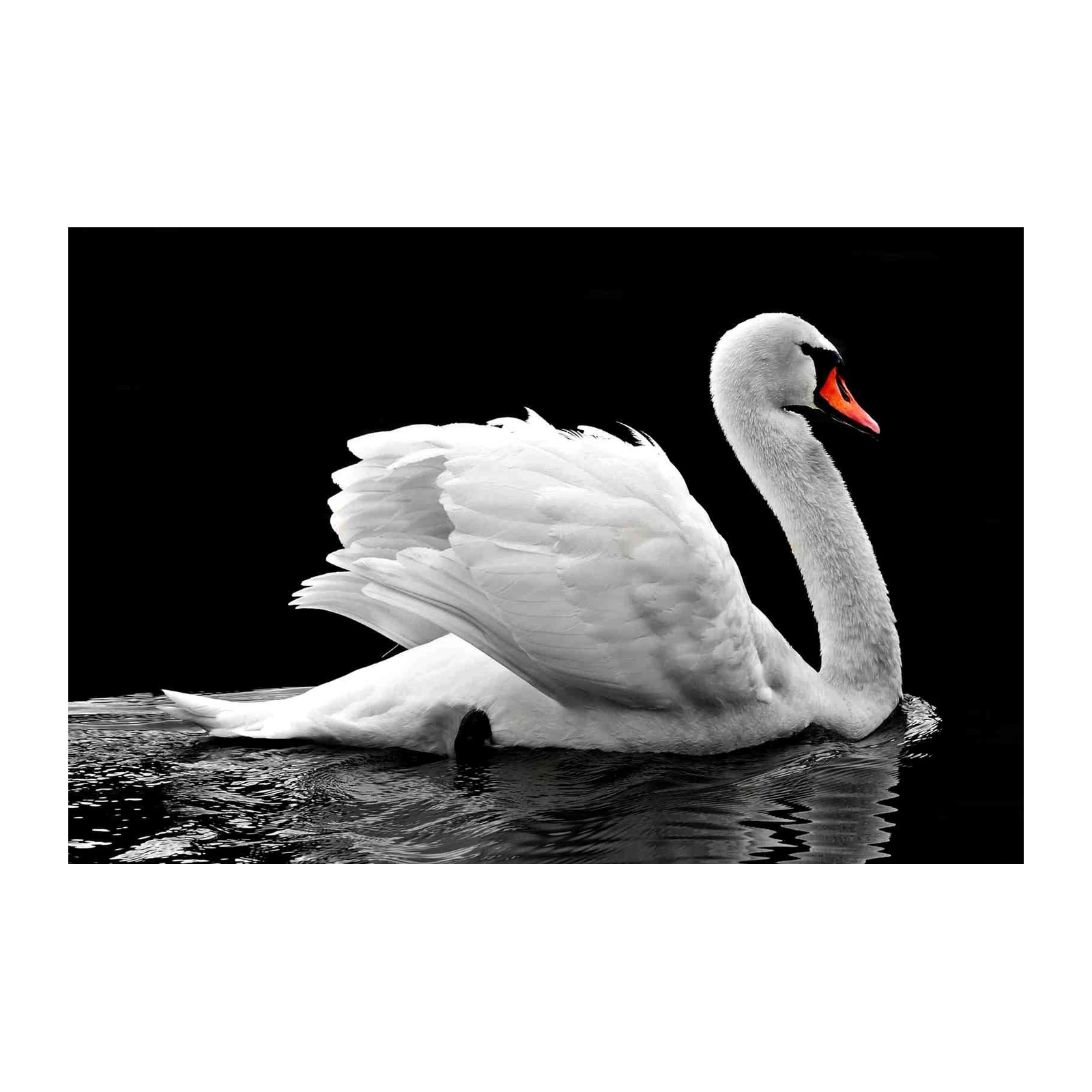 Elegant Swan Serenity on Black Wall Art