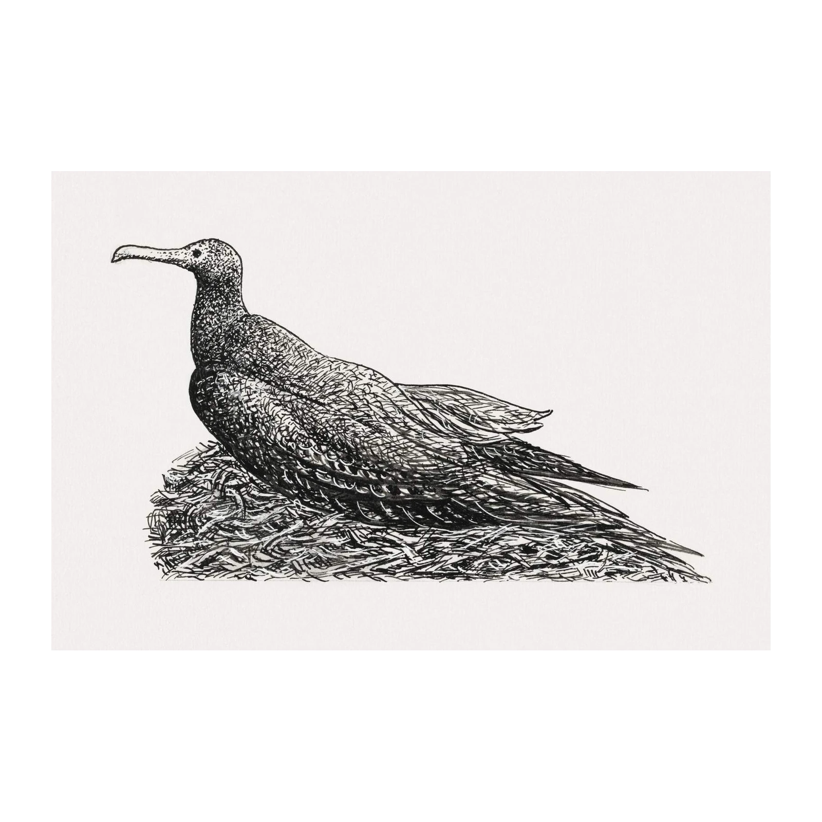 Elegant Albatross Sketch Wall Art
