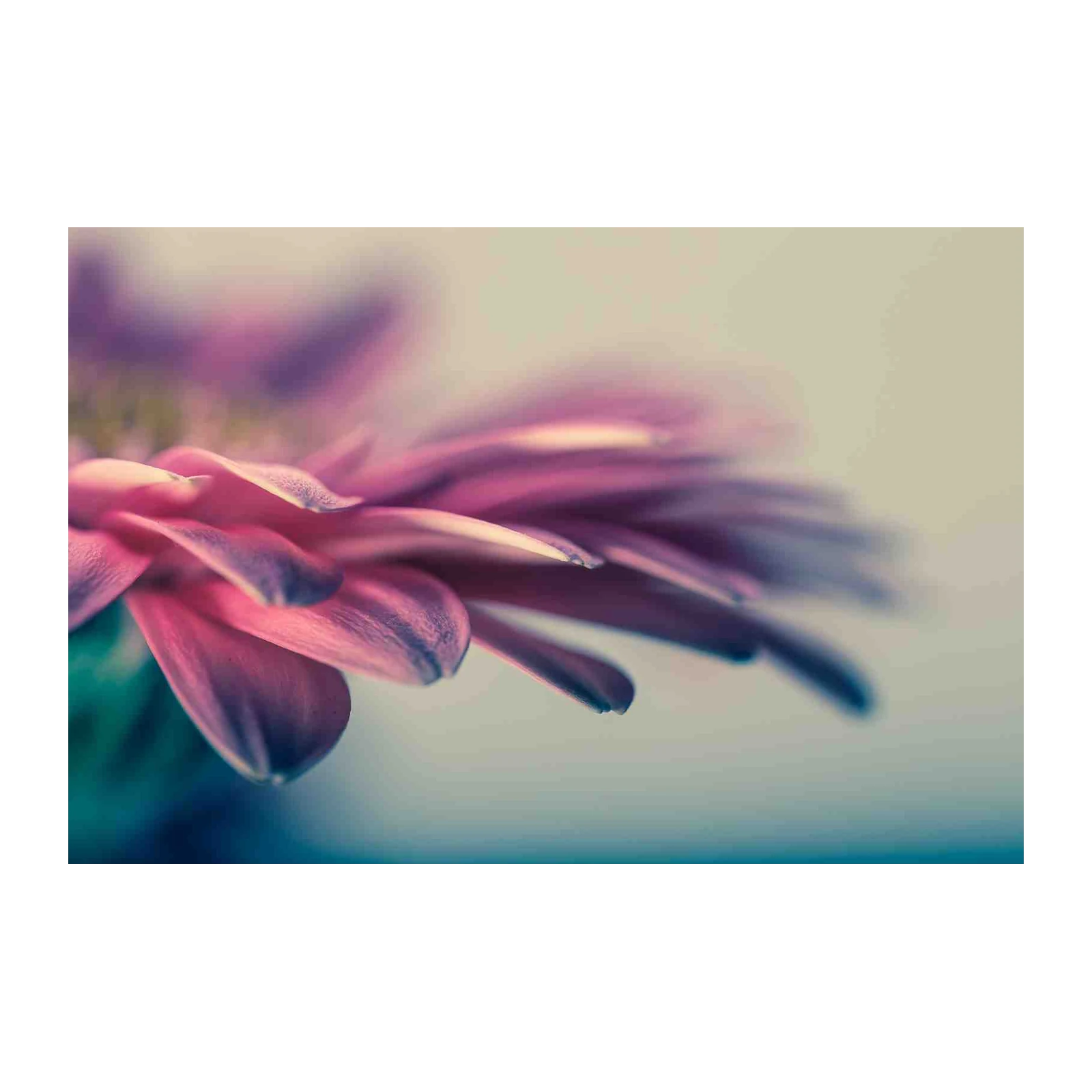 Pink Daisy Macro Floral Art Wall Art