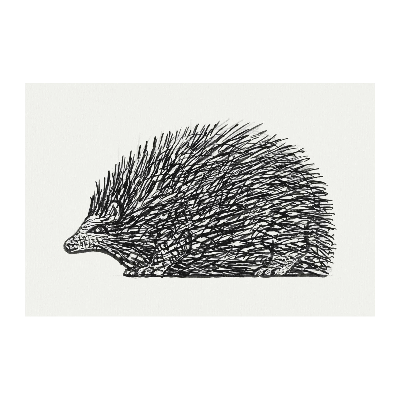 Whimsical Hedgehog Sketch Black & White Wall Art