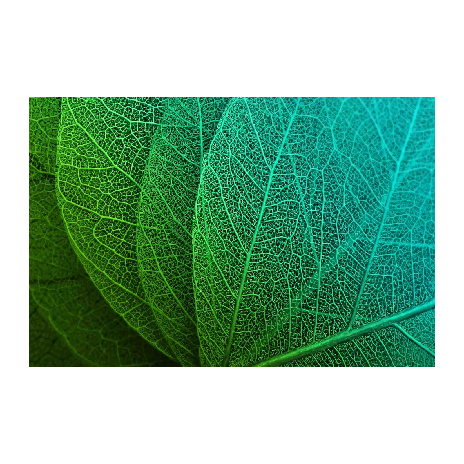 Vibrant Green Leaf Vein Macro Wall Art