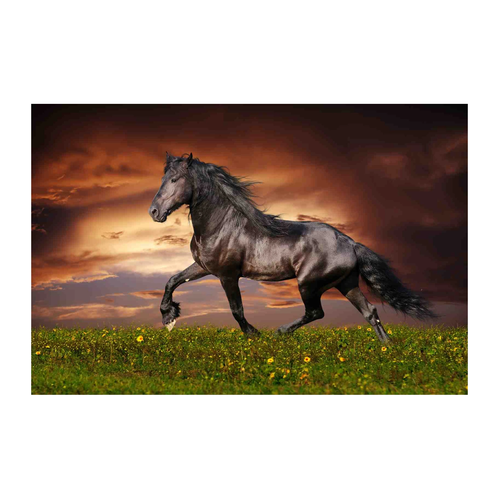Majestic Black Horse Galloping Wall Art
