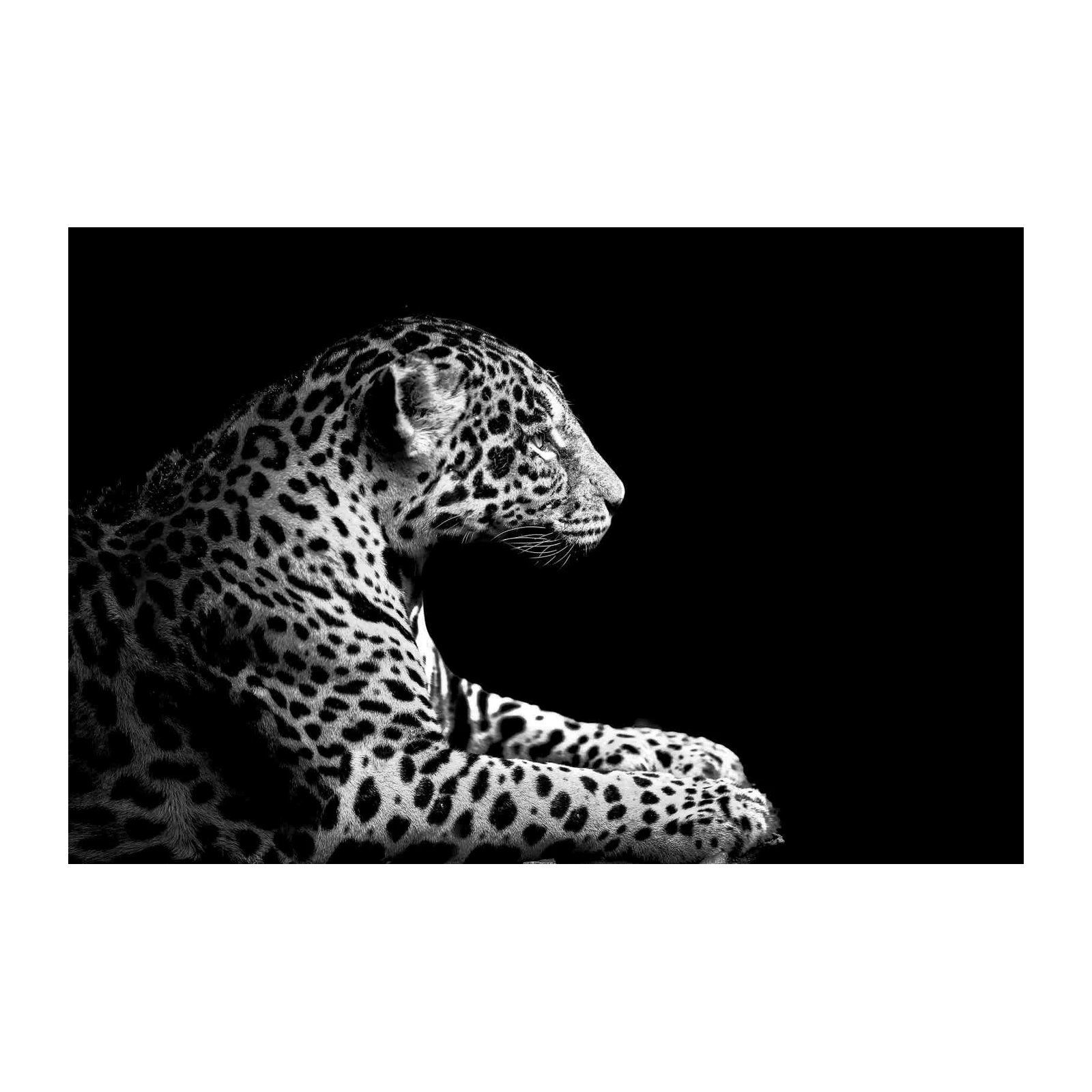 Majestic Jaguar B&W Animal Art Wall Art