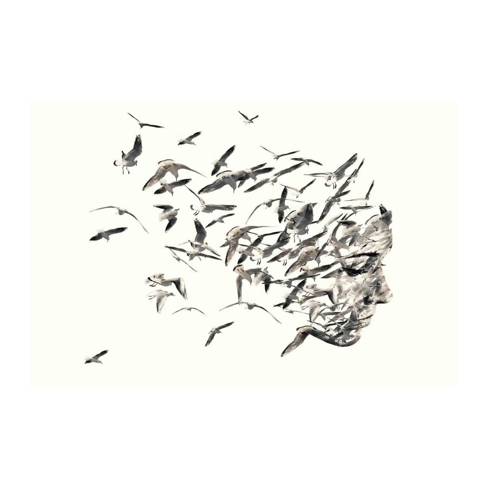 Abstract Seagull Face Wall Art Wall Art