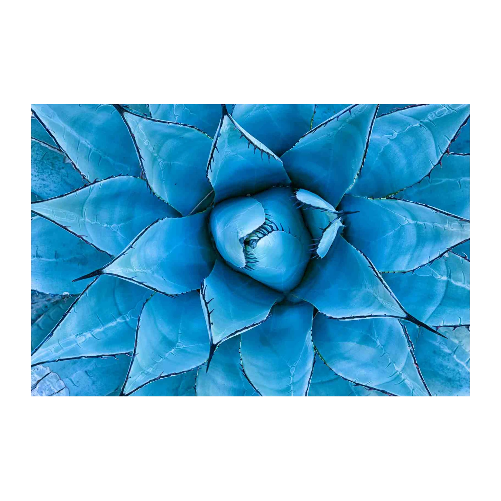 Blue Agave Bloom Nature Macro Wall Art