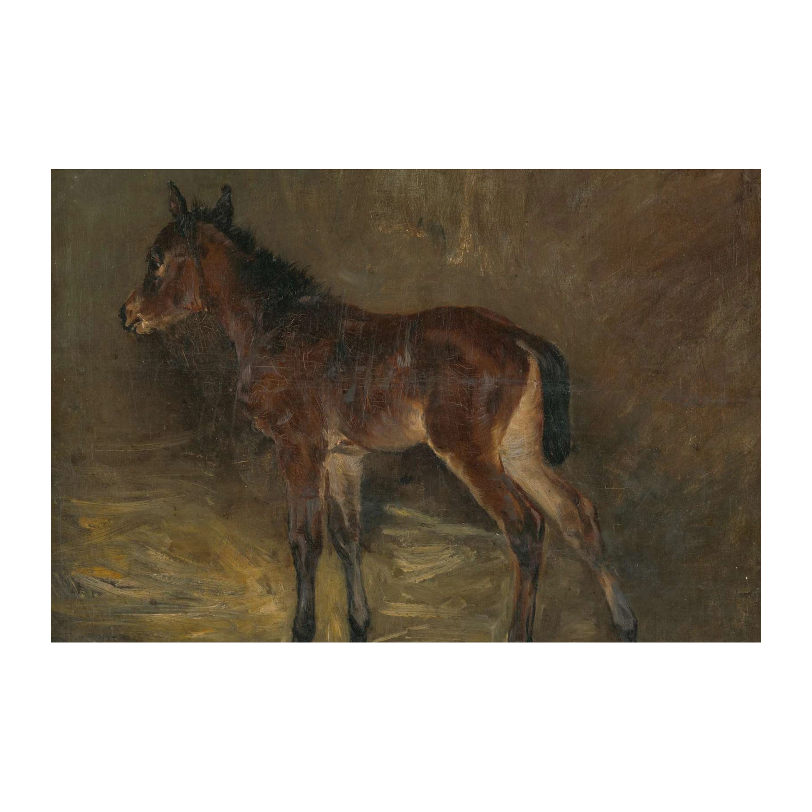 Majestic Foal Equine Art Wall Art