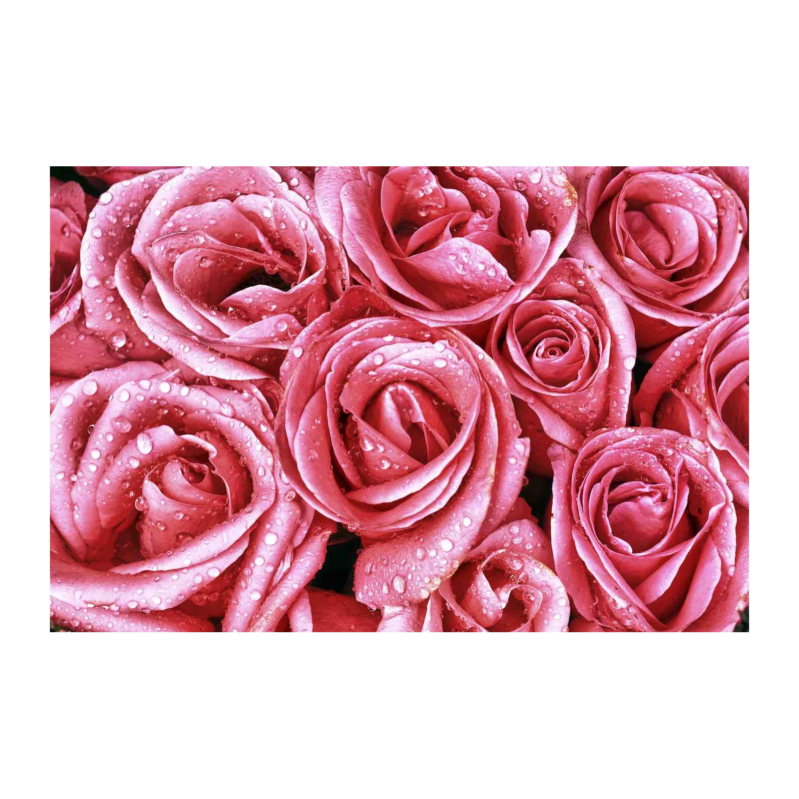Dewy Pink Roses Floral Wall Art Wall Art