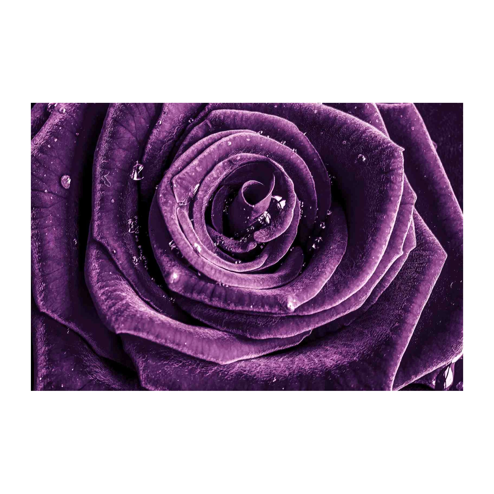 Velvet Purple Rose Dewdrops Wall Art