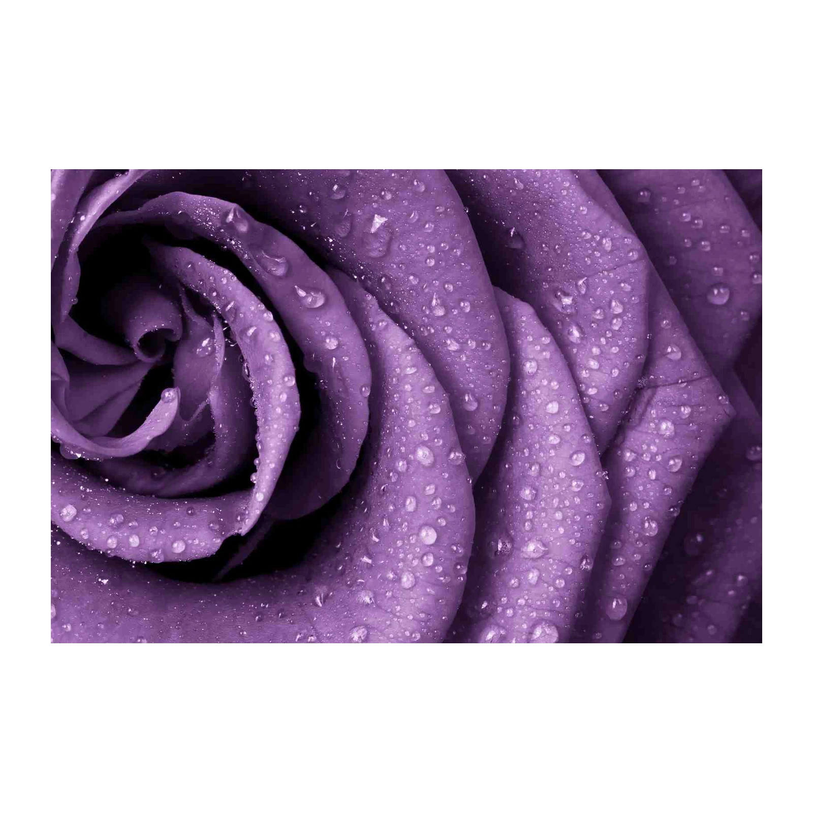 Elegant Lavender Rose Water Droplets Wall Art