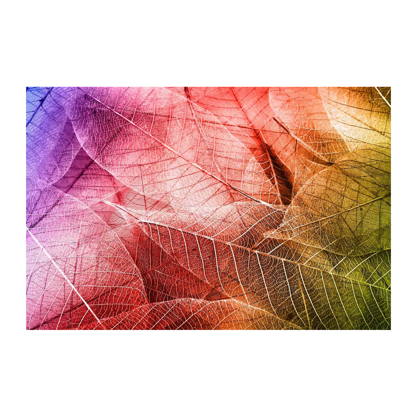 Vibrant Skeleton Leaves Gradient Wall Art