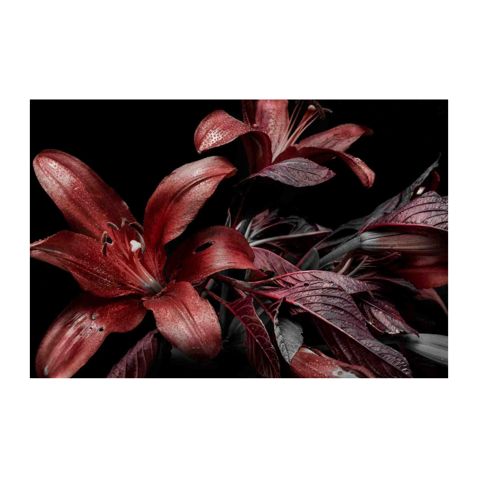 Crimson Lily Close-Up Wall Art