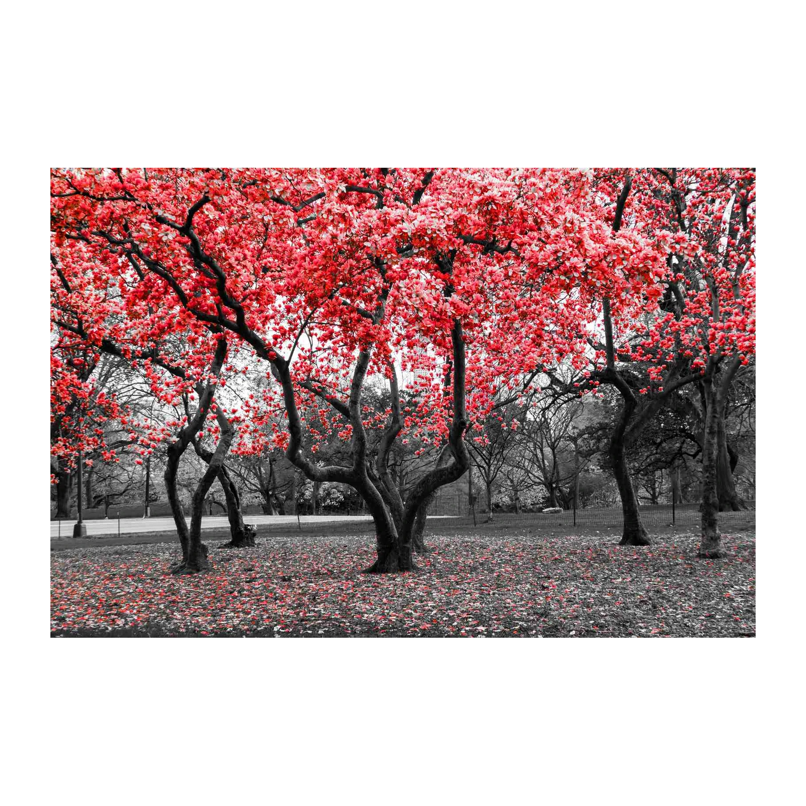 Vibrant Red Blossom Tree Wall Art