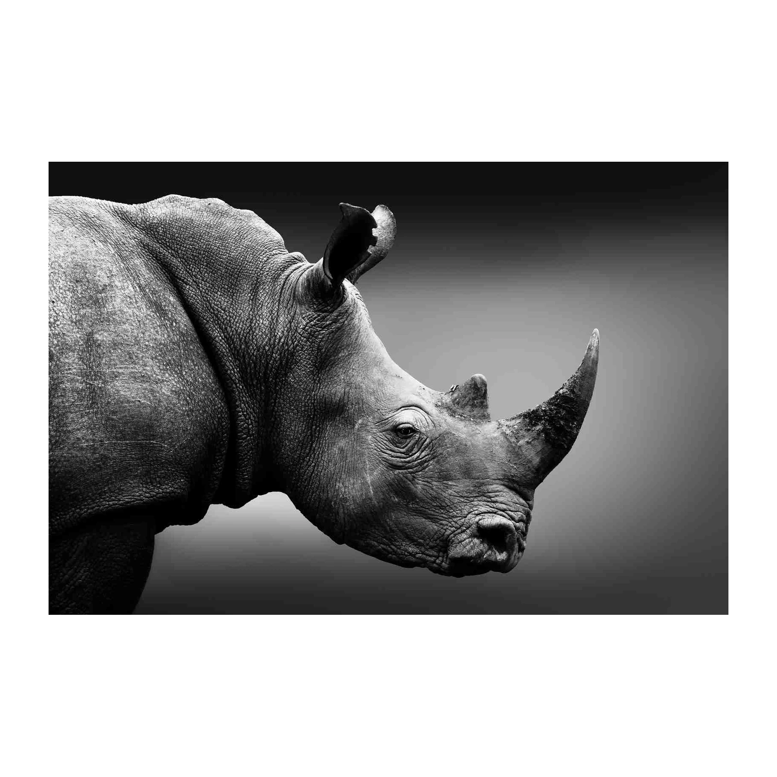 Majestic Rhinoceros Close-up Black and White Wall Art