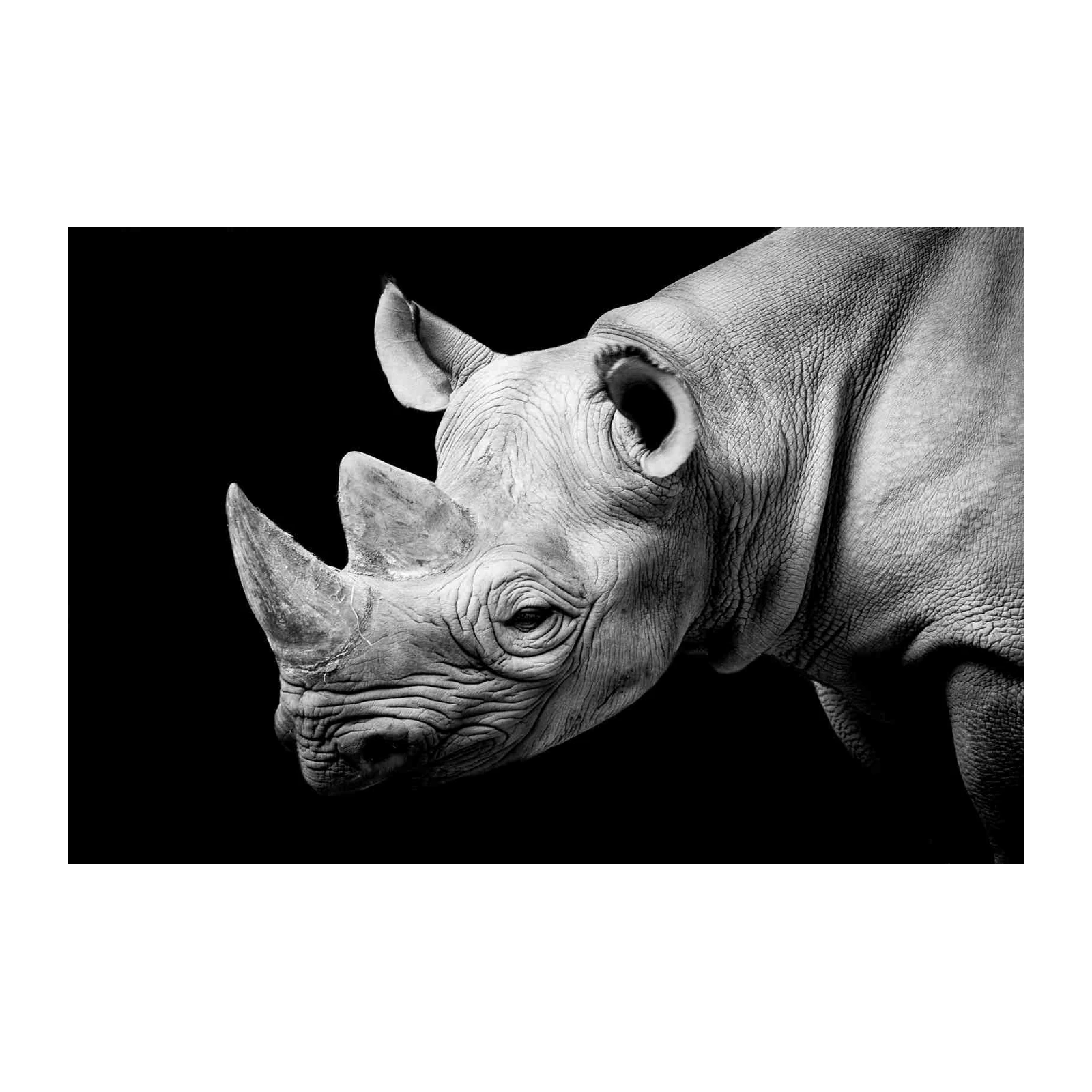 Majestic Rhino Portrait Black & White Wall Art