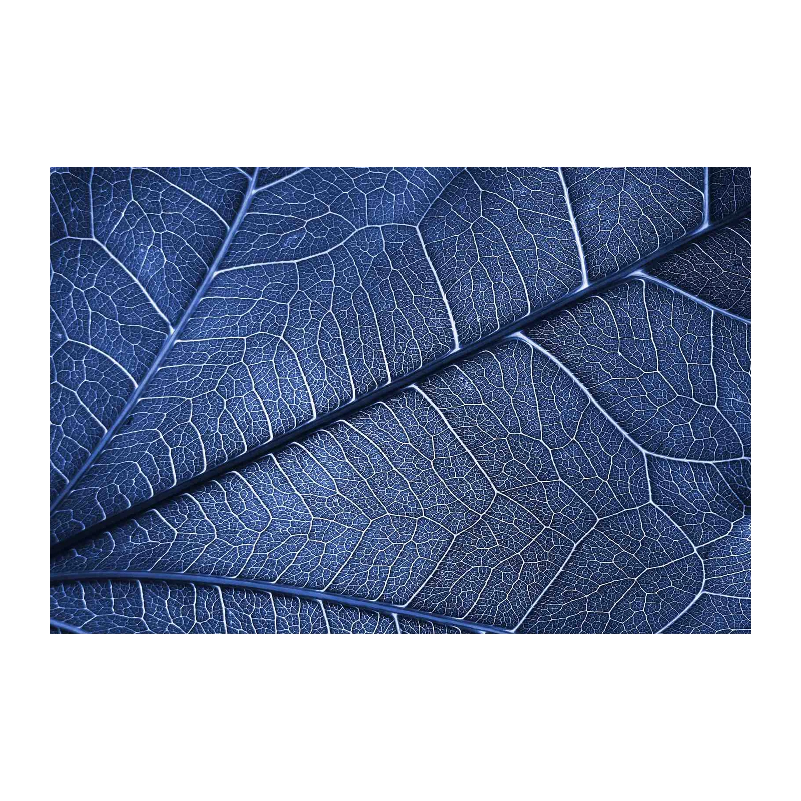 Deep Blue Leaf Vein Macro Wall Art