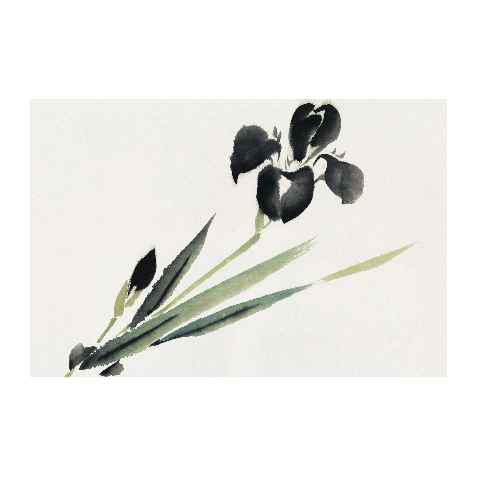 Elegant Black Iris Japanese Art Wall Art