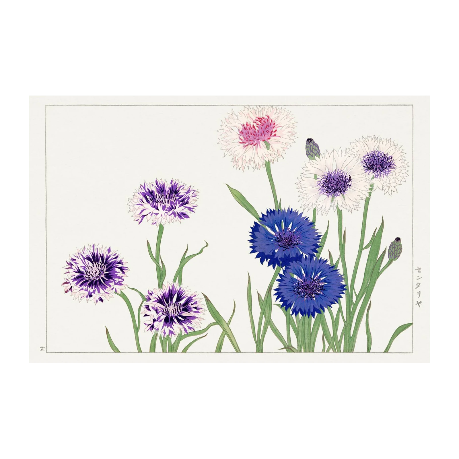Vibrant Cornflower Garden Wall Art