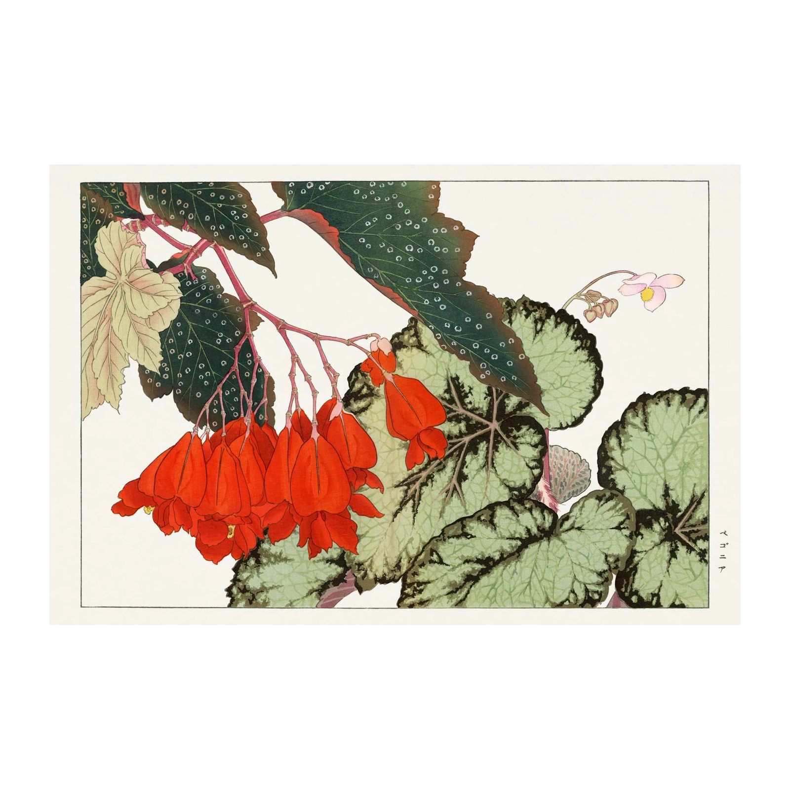 Vibrant Begonia Floral Japanese Art Wall Art