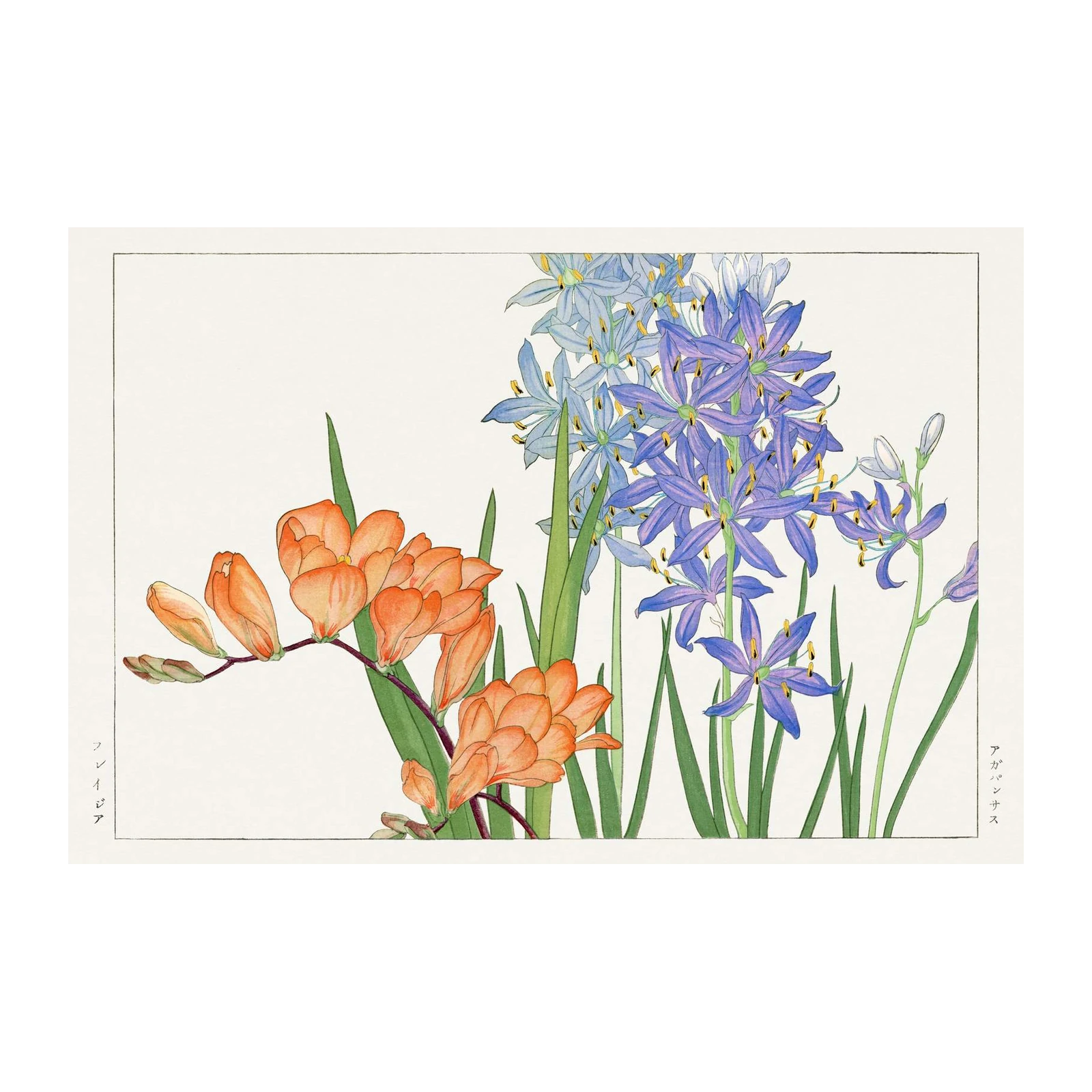 Vibrant Freesia & Camassia Floral Wall Art