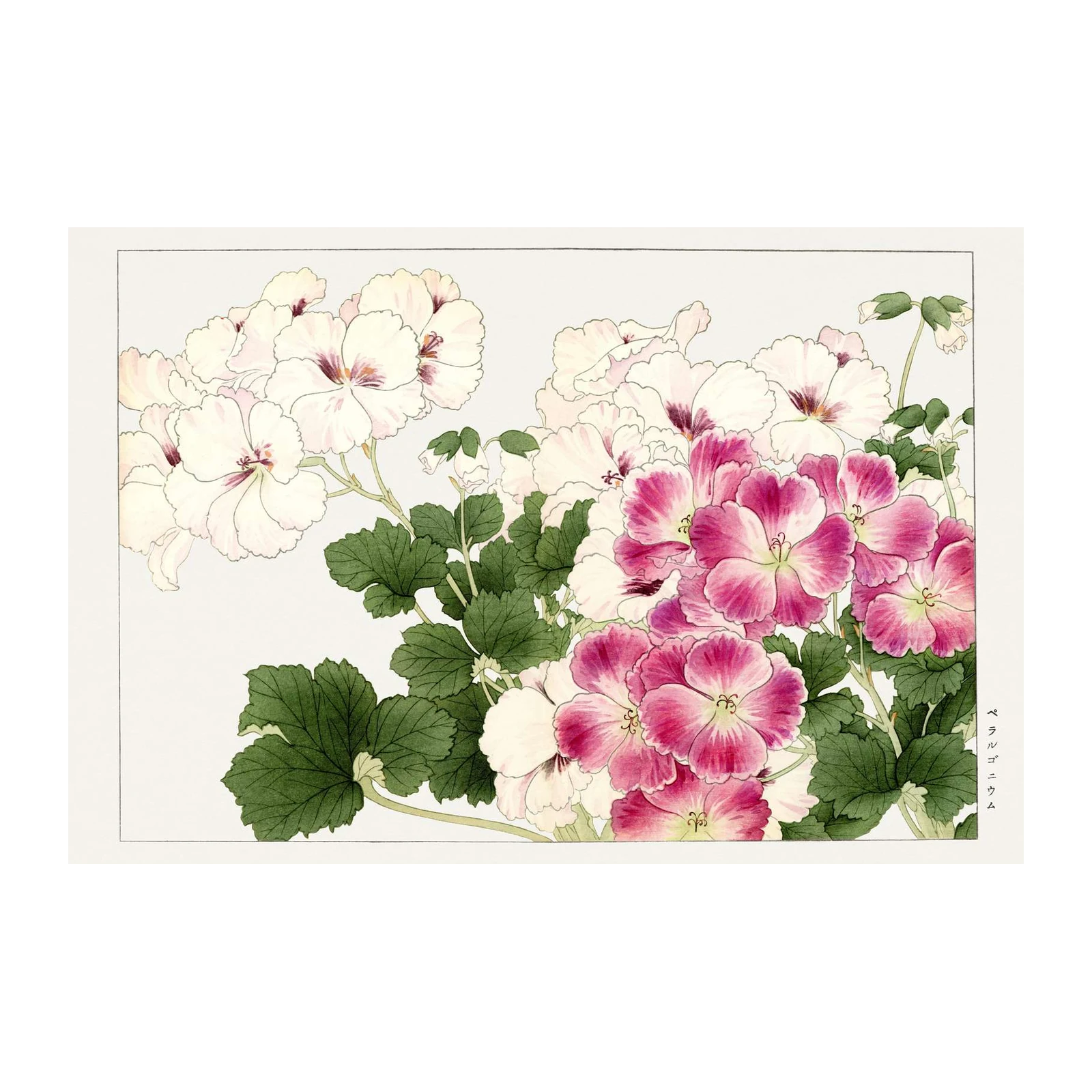 Vibrant Geranium Floral Wall Art Wall Art