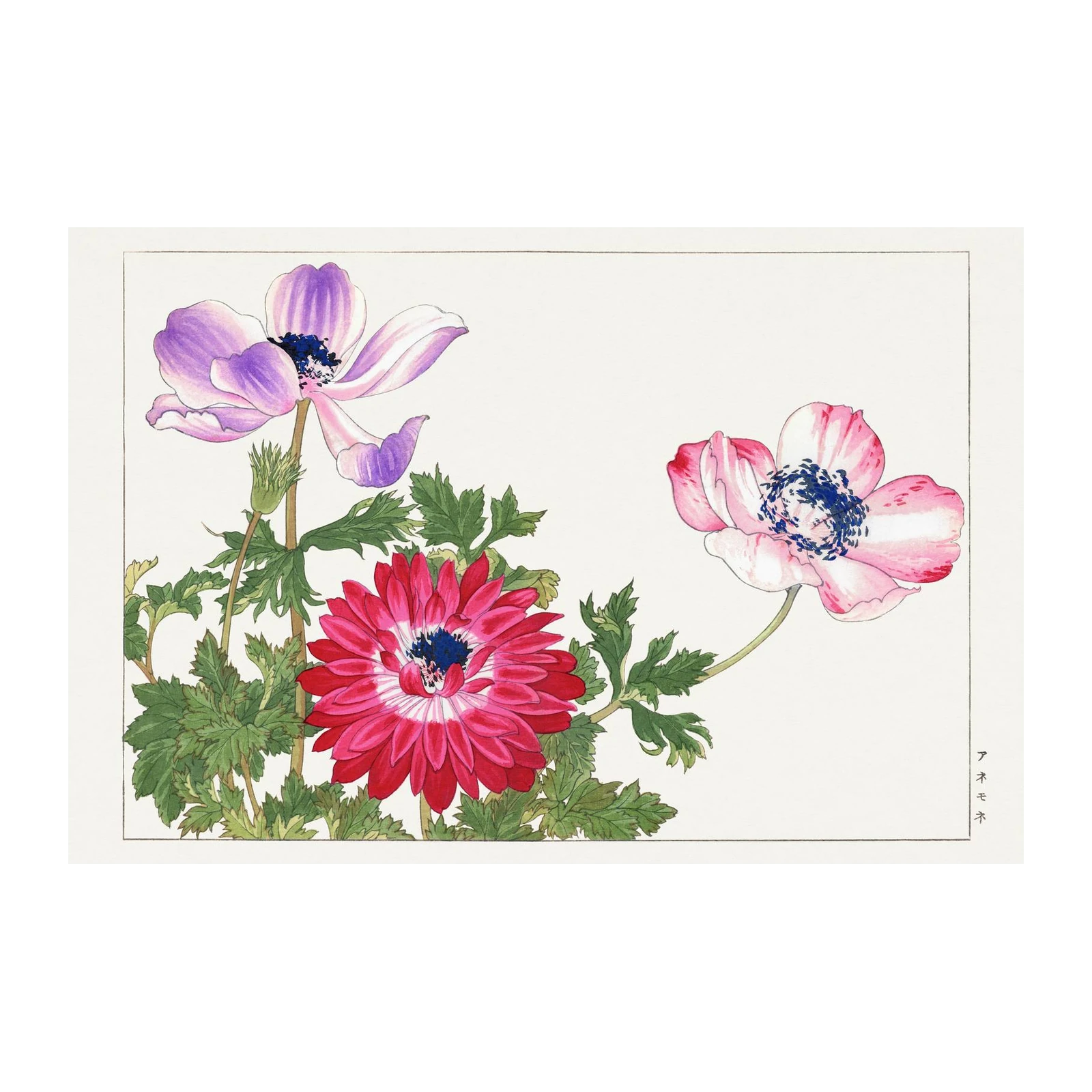 Vibrant Floral Anemone Wall Art