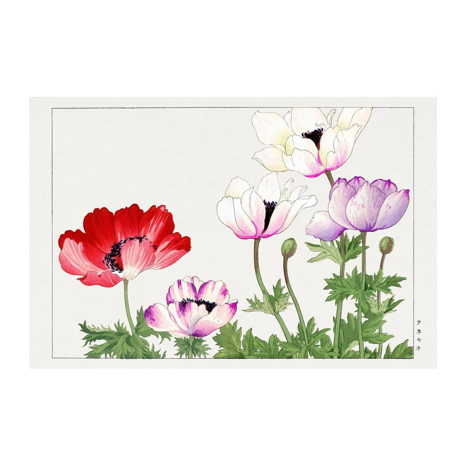 Vibrant Anemone Floral Watercolor Wall Art