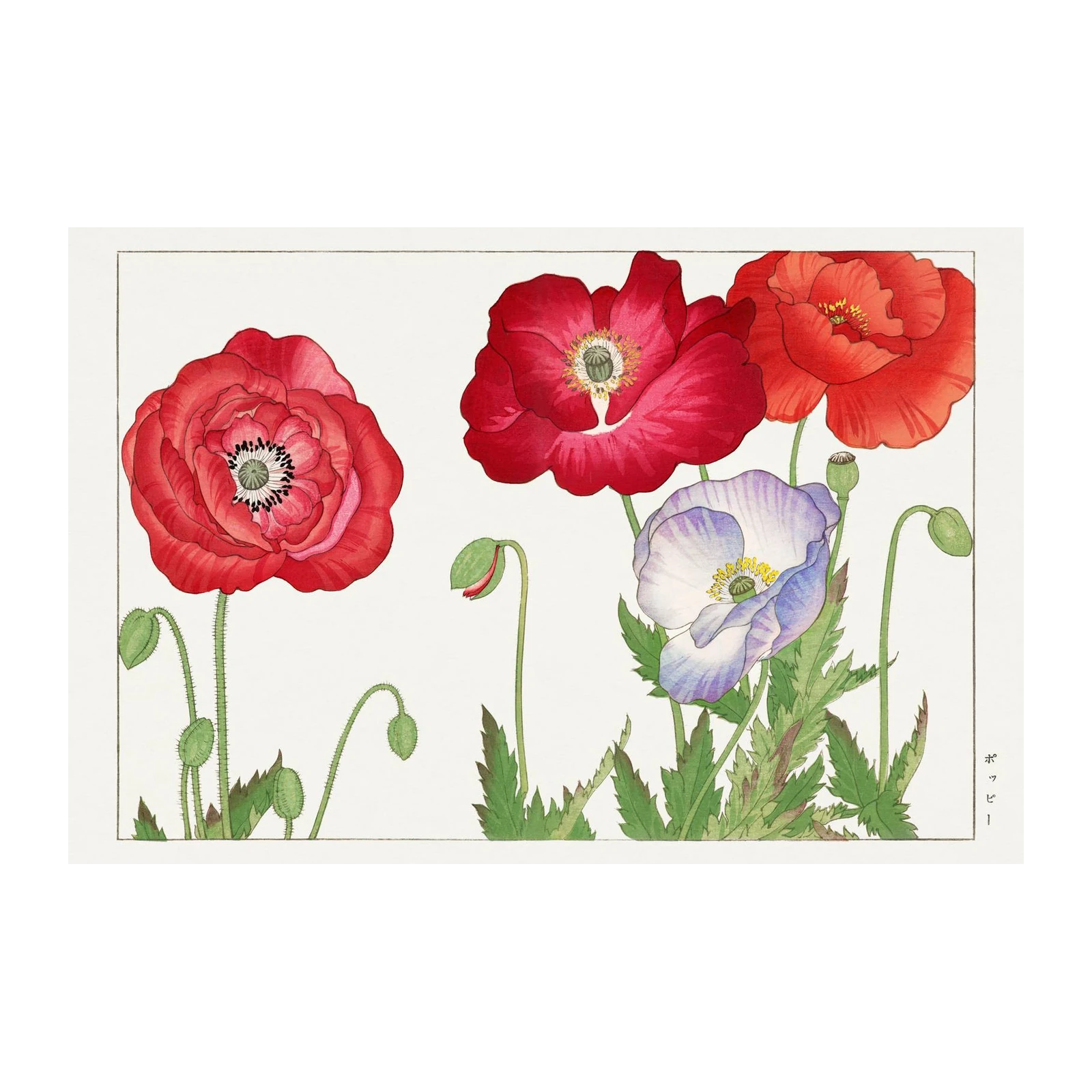 Vibrant Red & Lavender Poppies Wall Art