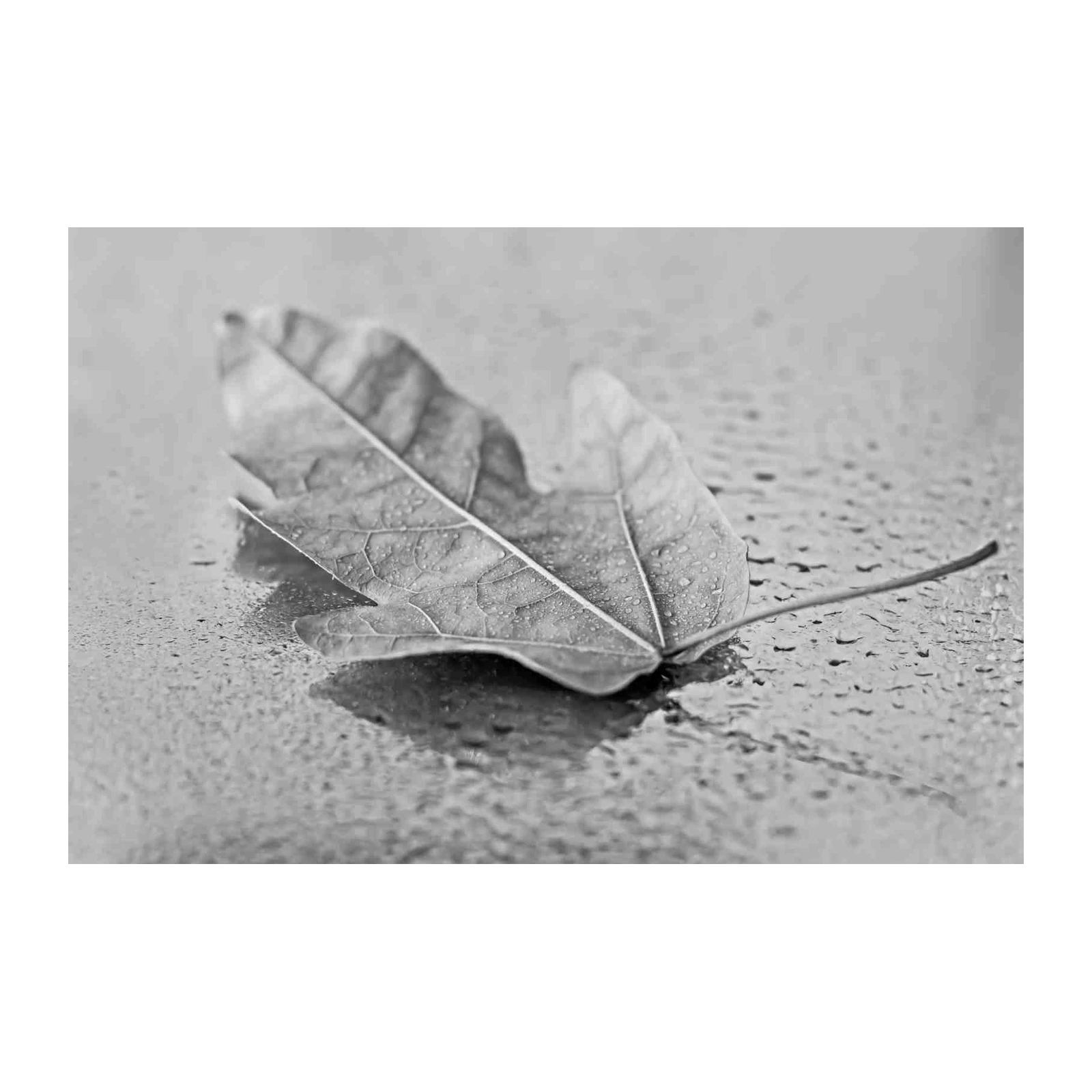 Monochrome Leaf with Dewdrops Wall Art