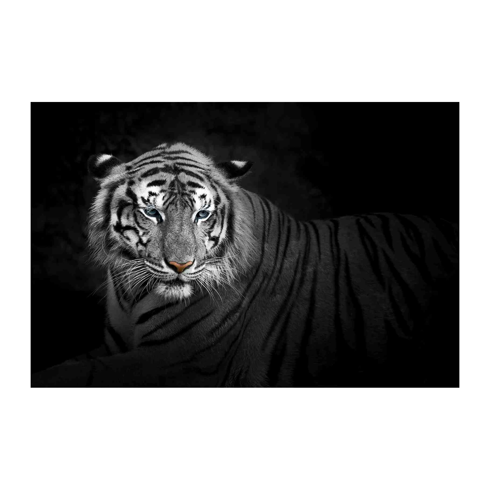Majestic White Tiger Eye Wall Art