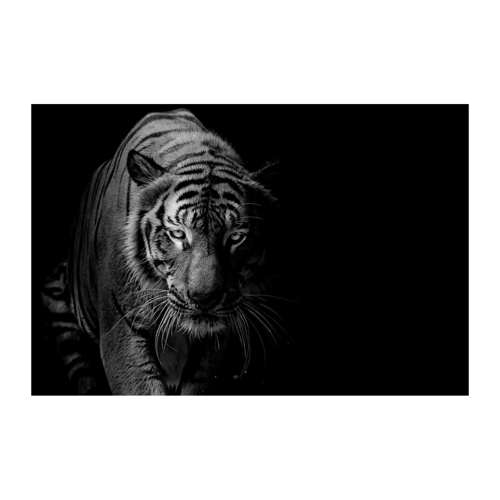 Majestic Tiger Portrait Black & White Wall Art