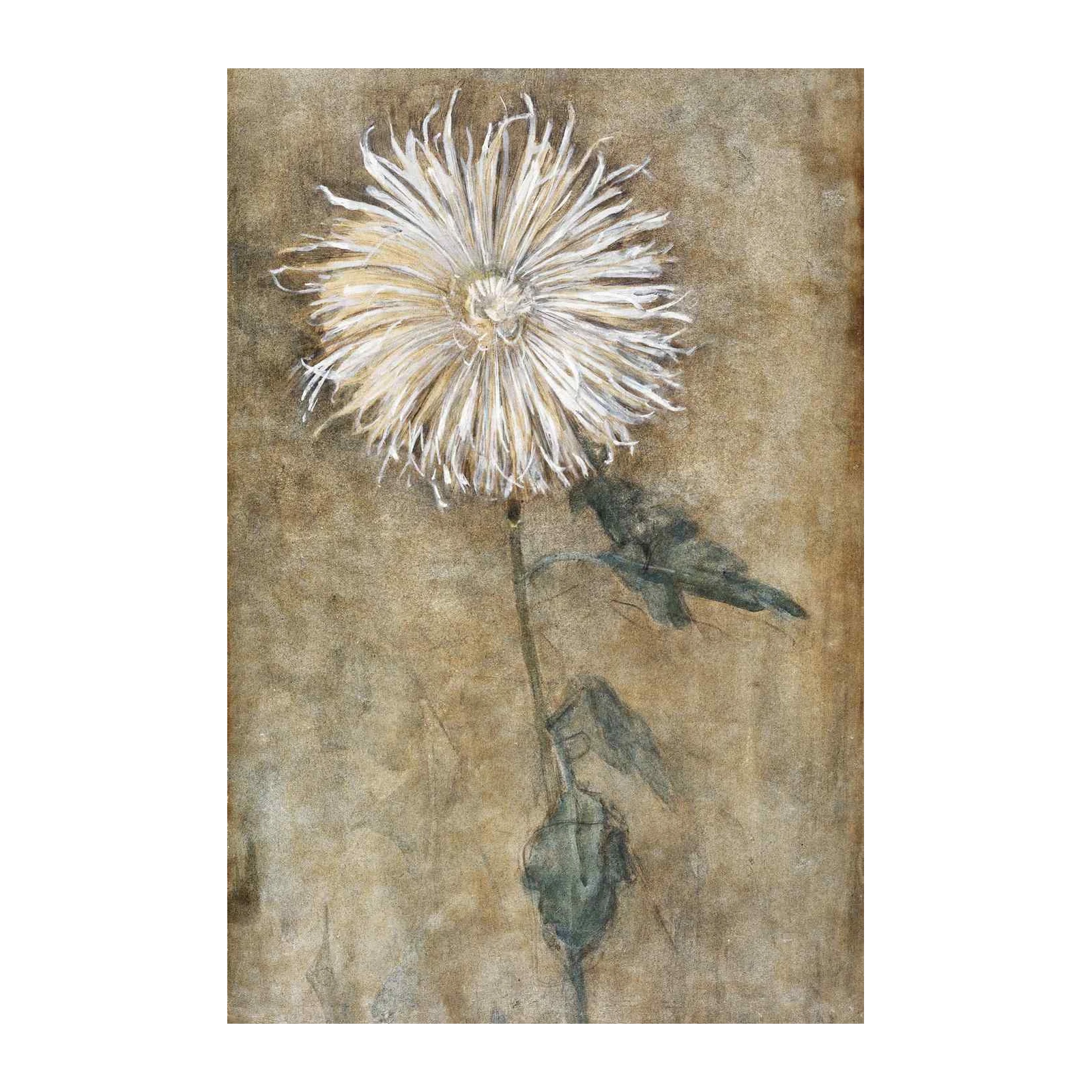 Rustic White Flower Botanical Art Wall Art