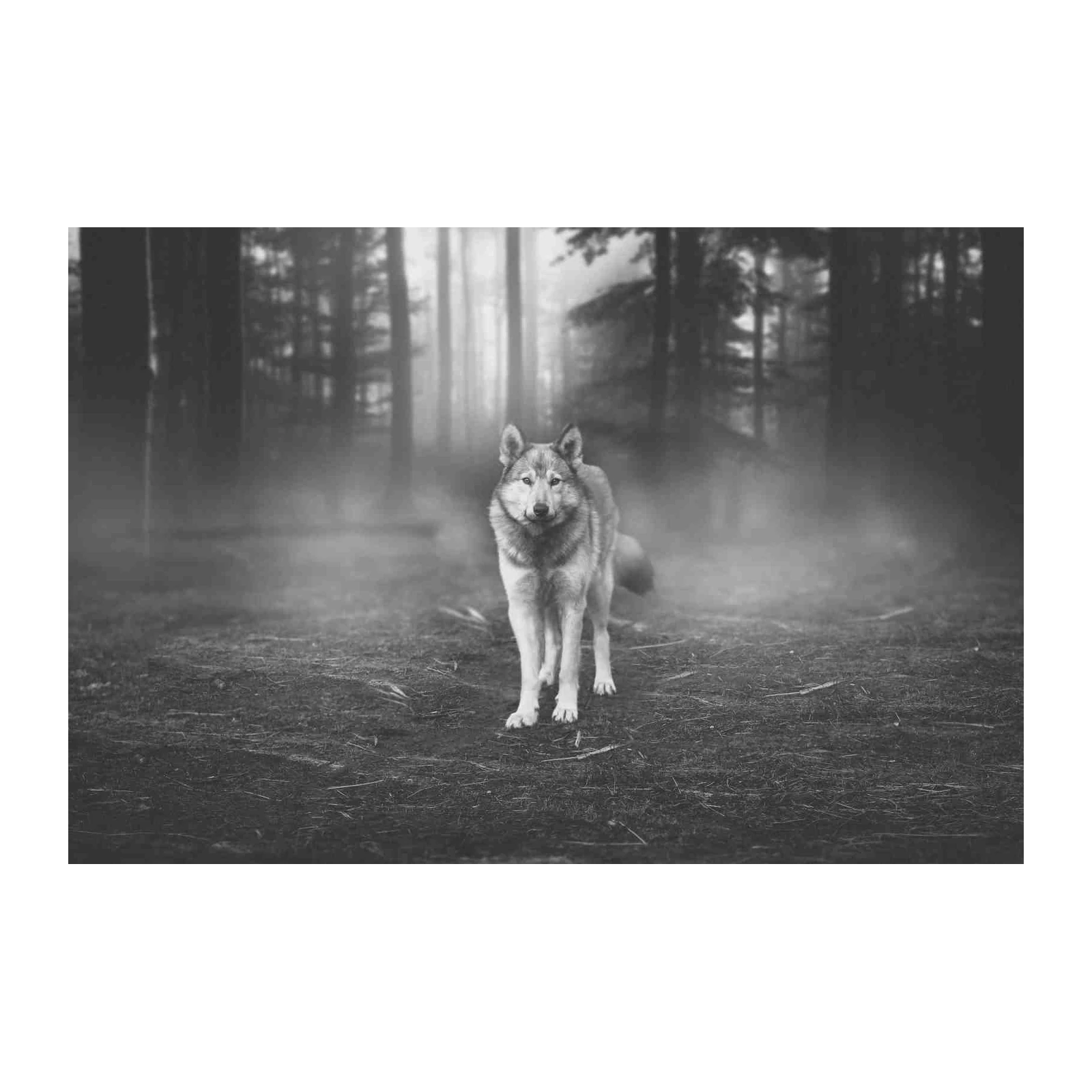 Mystic Wolf in Foggy Forest Wall Art