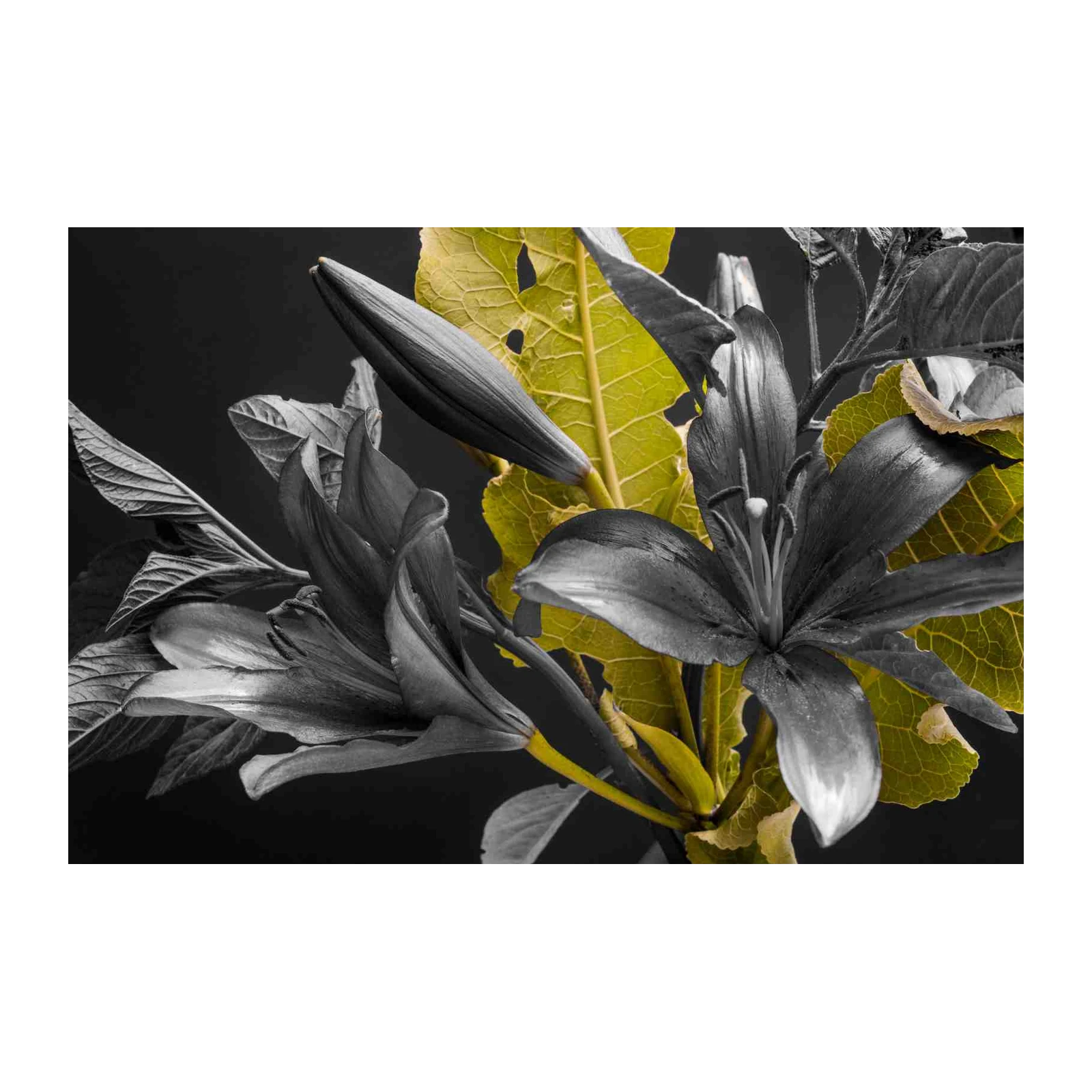 Dramatic Lily "Monochrome Burst" Wall Art