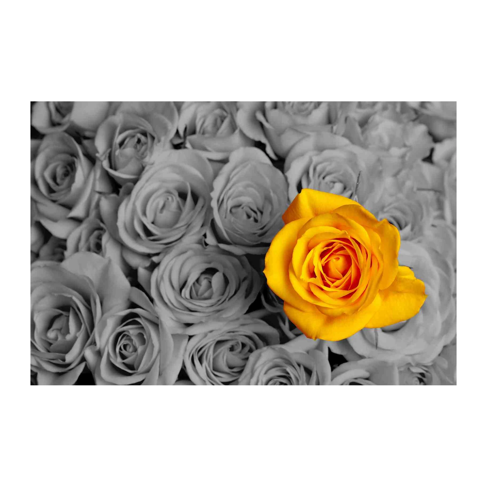 Vibrant Yellow Rose Pop Art Wall Art