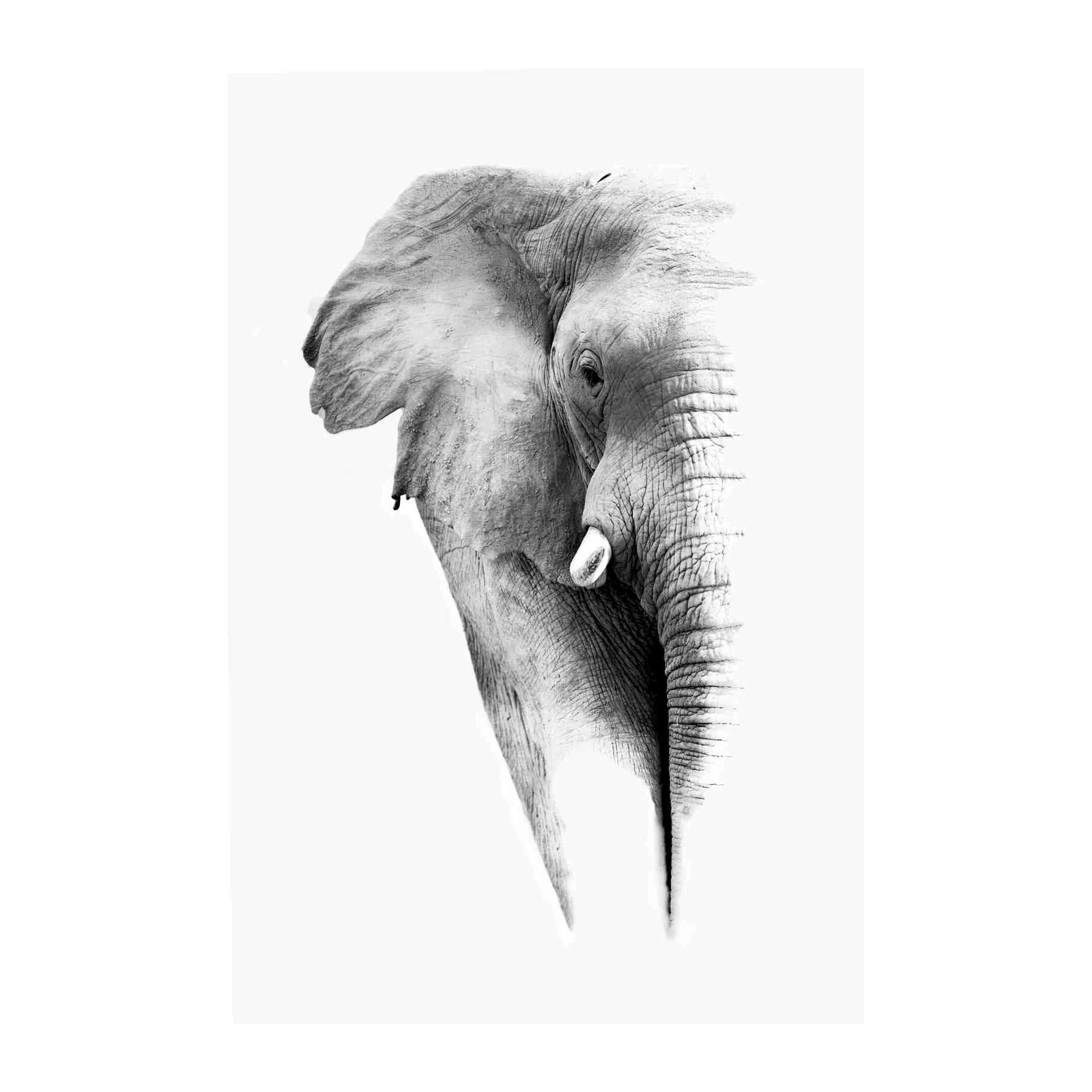 Majestic Elephant Portrait B&W Wall Art