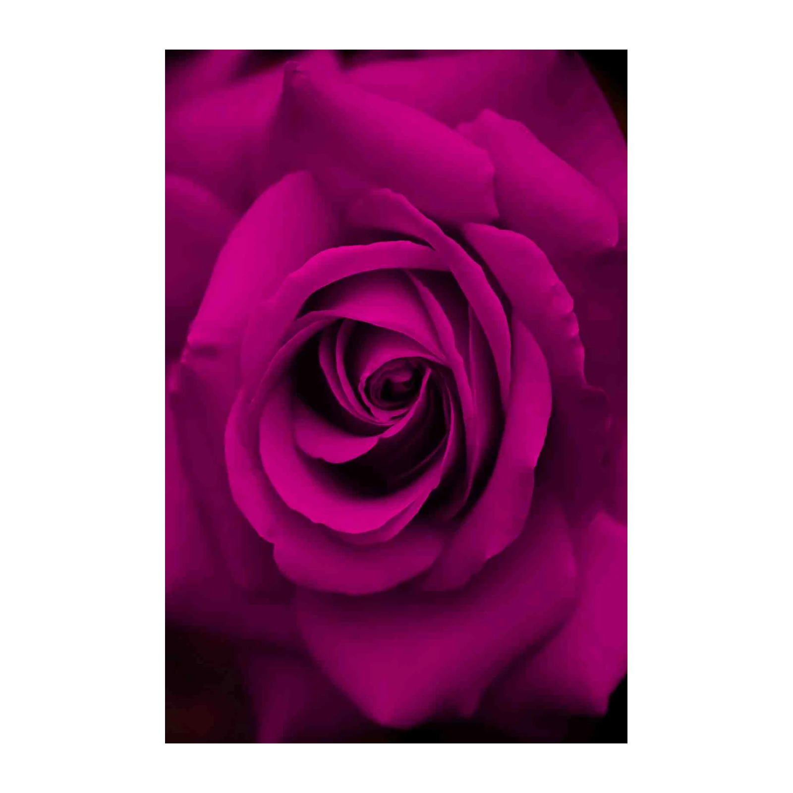 Vibrant Fuchsia Rose Close-Up Wall Art