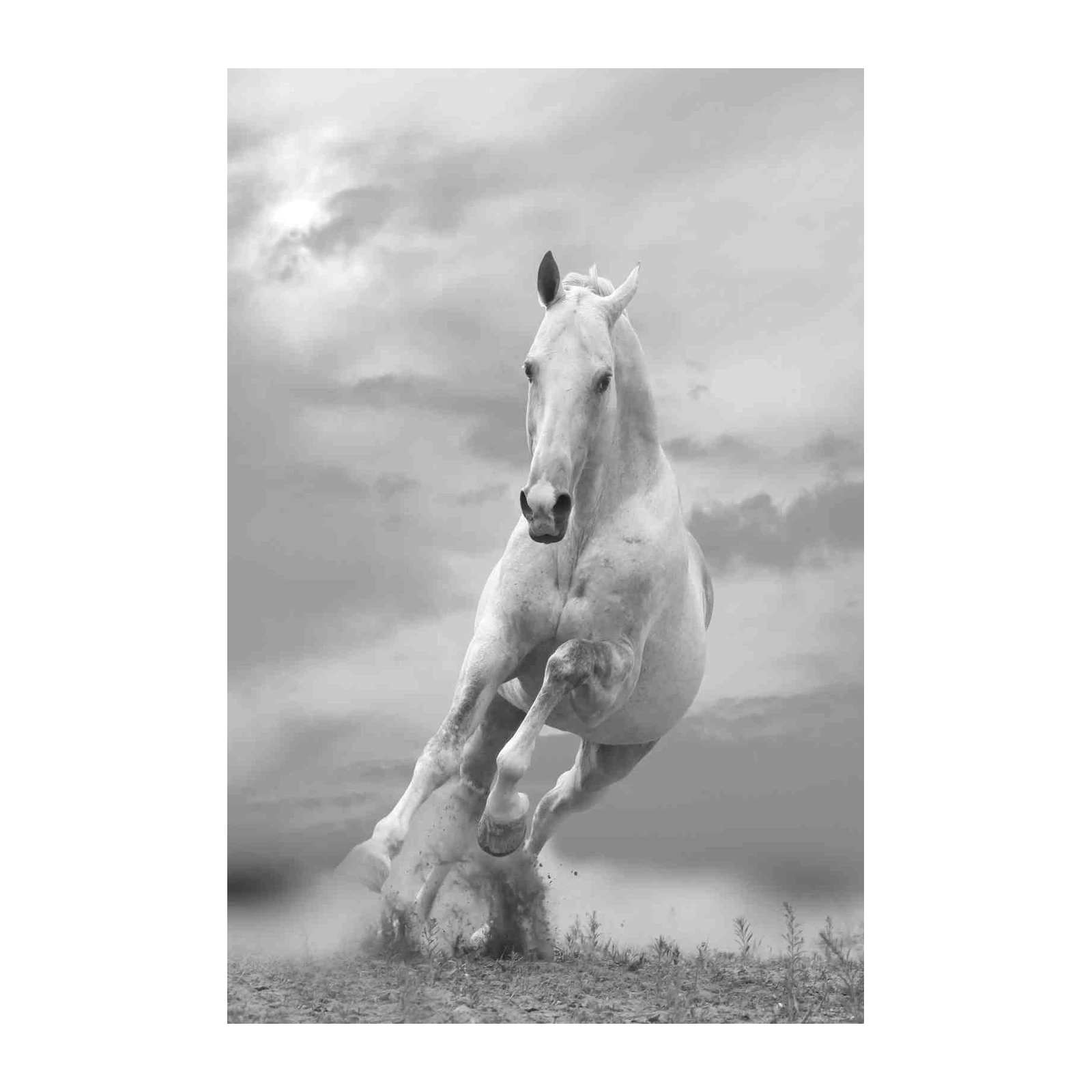 Majestic White Horse Gallop Wall Art