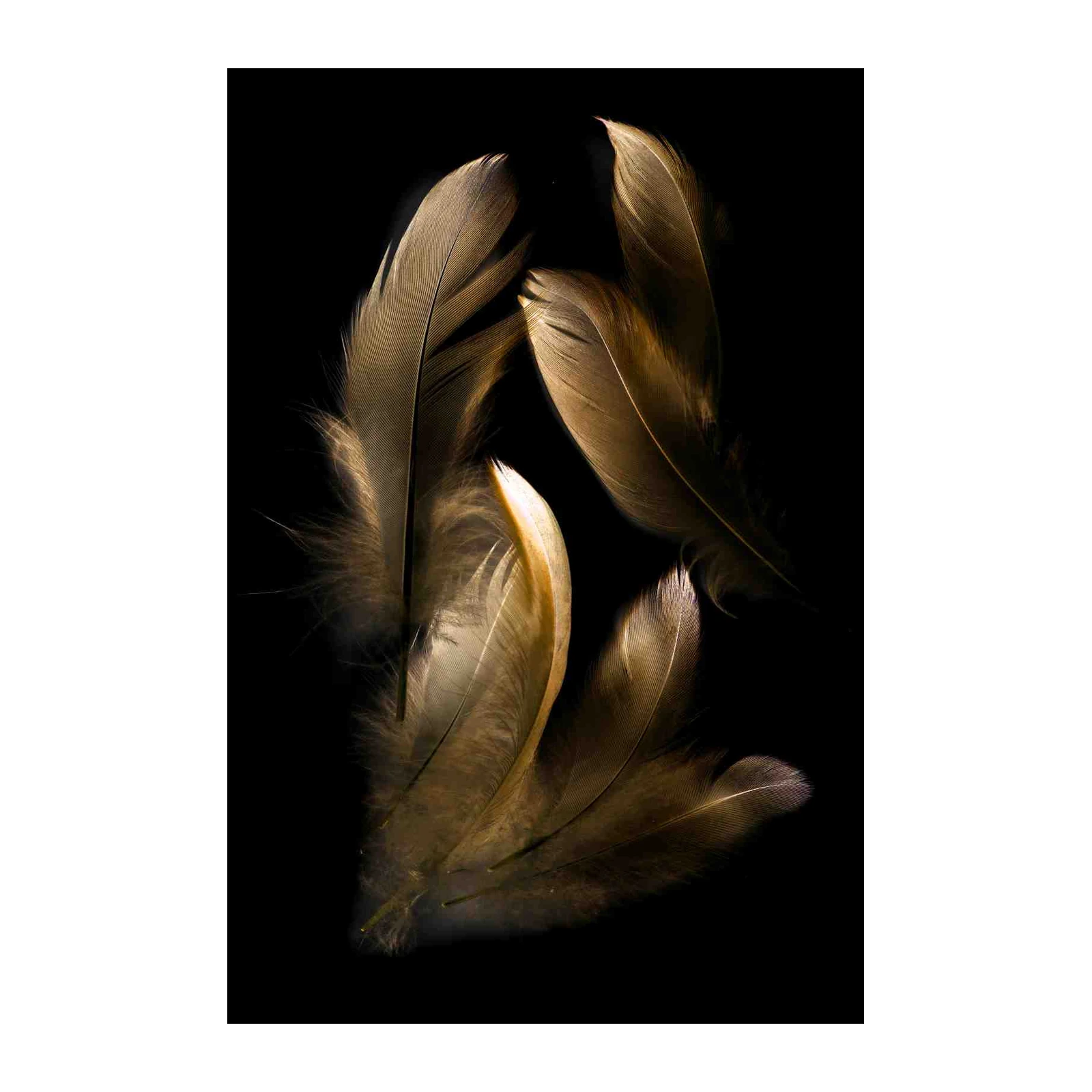 Elegant Feathers on Black Wall Art