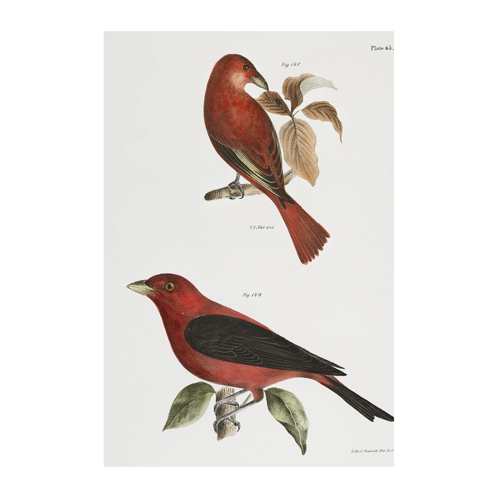 Vintage Scarlet Tanager Birds Wall Art