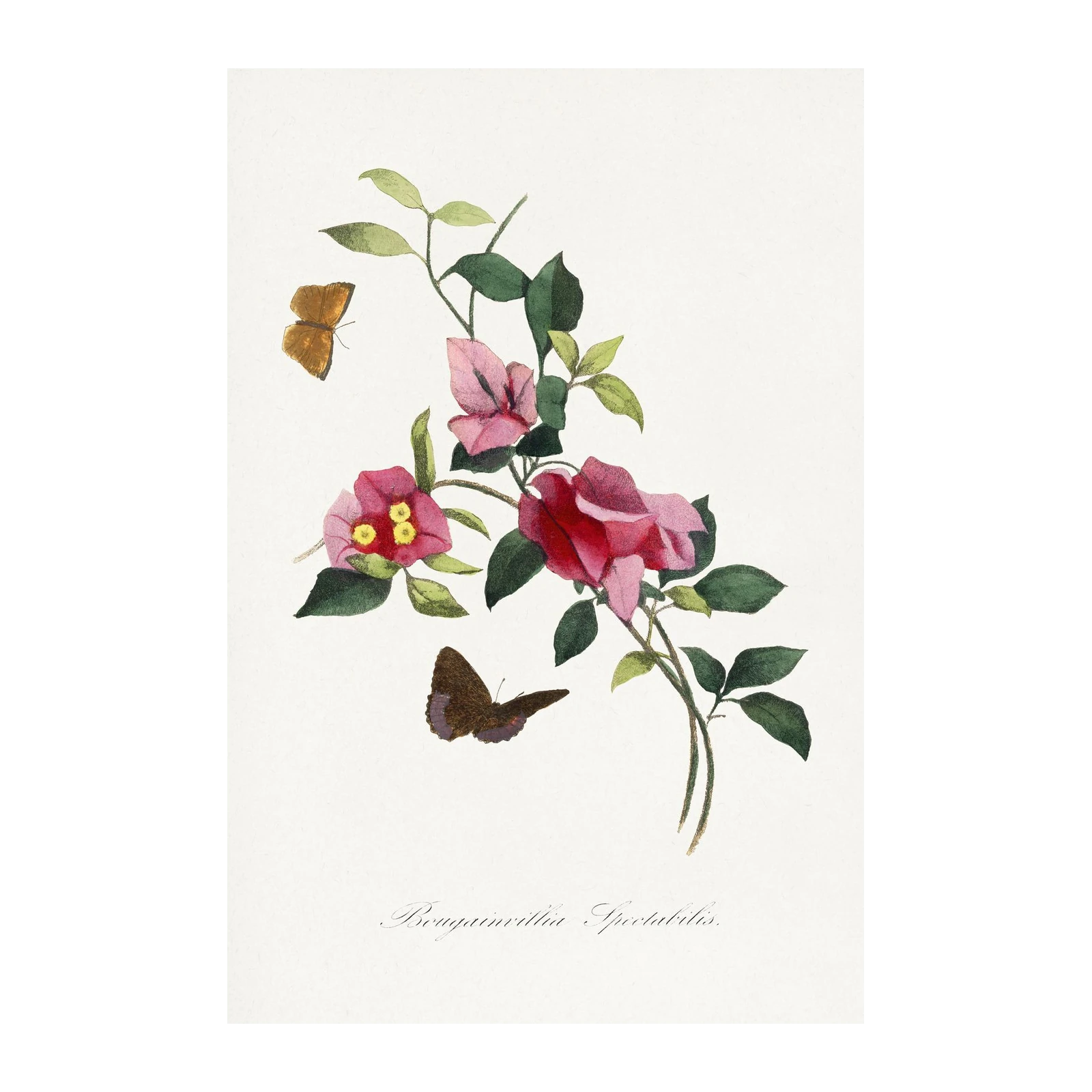 Vintage Bougainvillea & Butterfly Botanical Wall Art