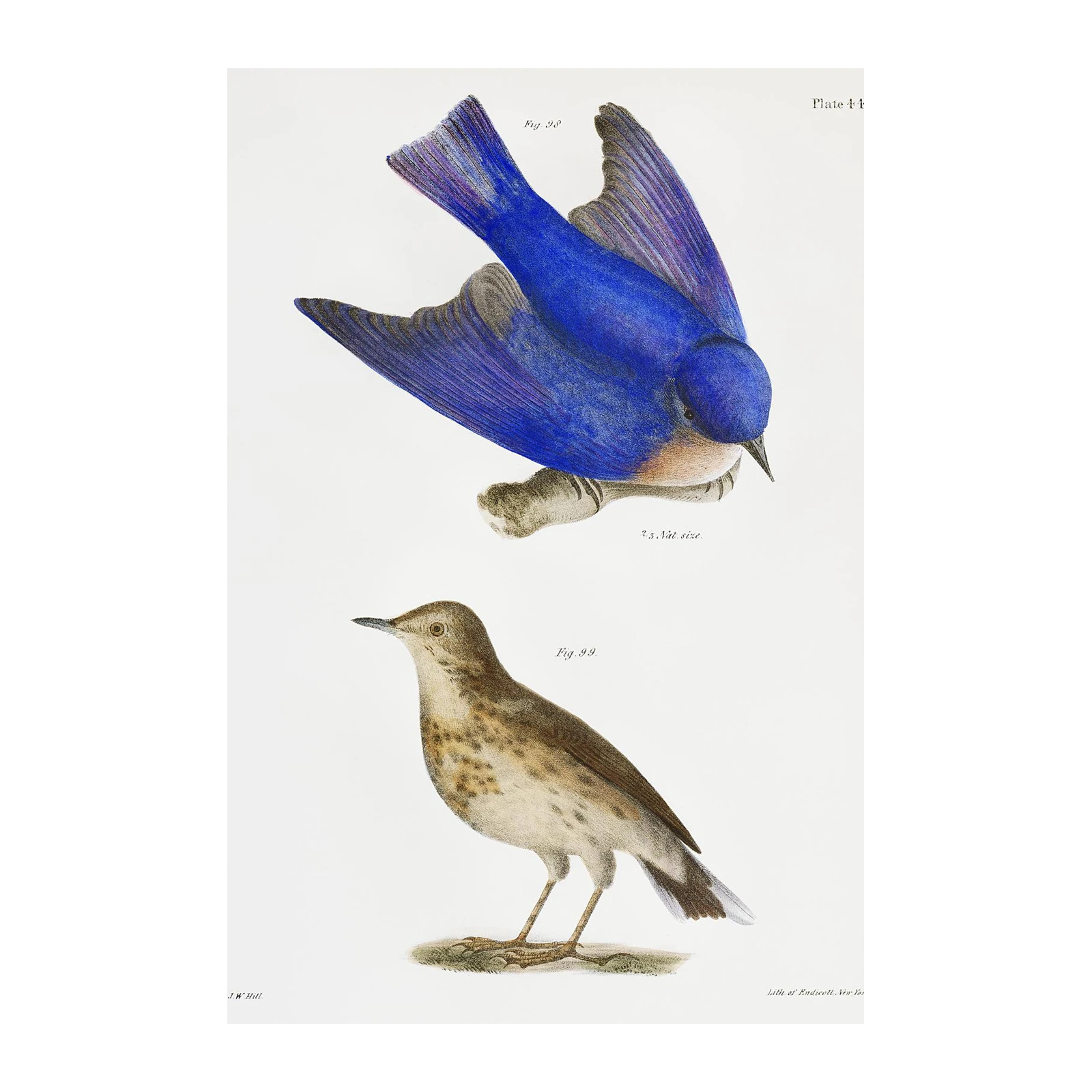 Vintage Bluebird & Songbird Art Wall Art