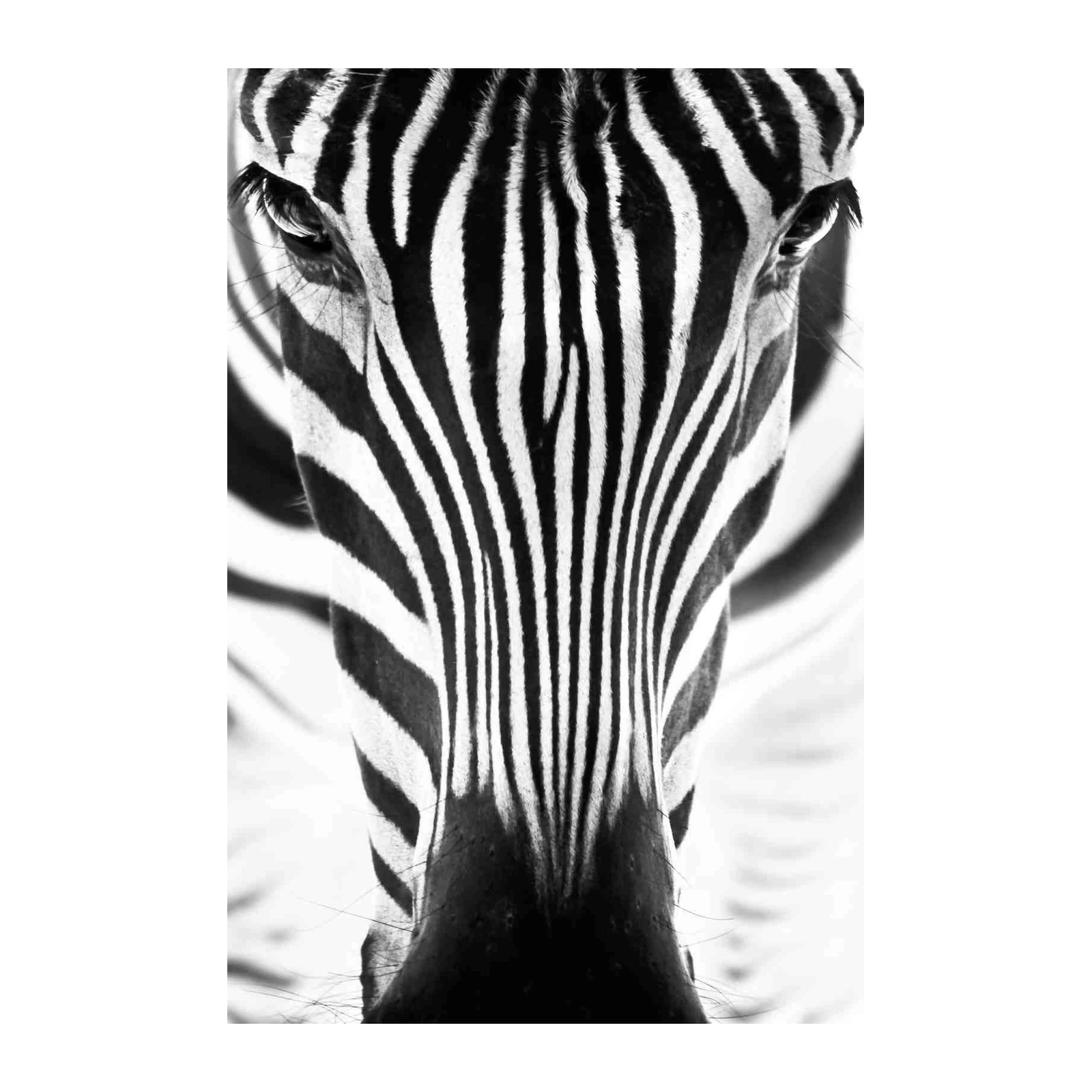 Bold Zebra Portrait Wall Art