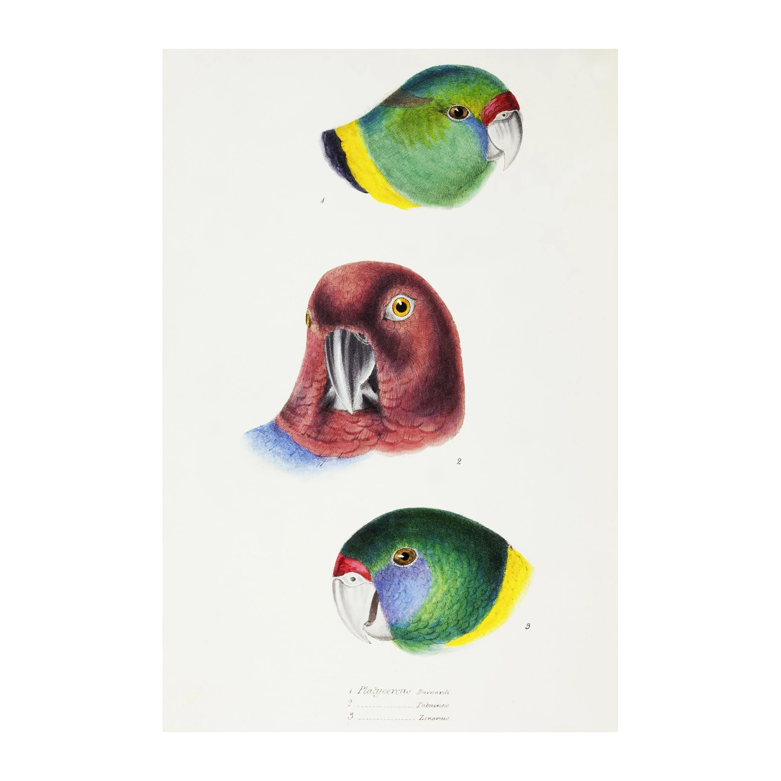 Vintage Parrot Portraits Wall Art