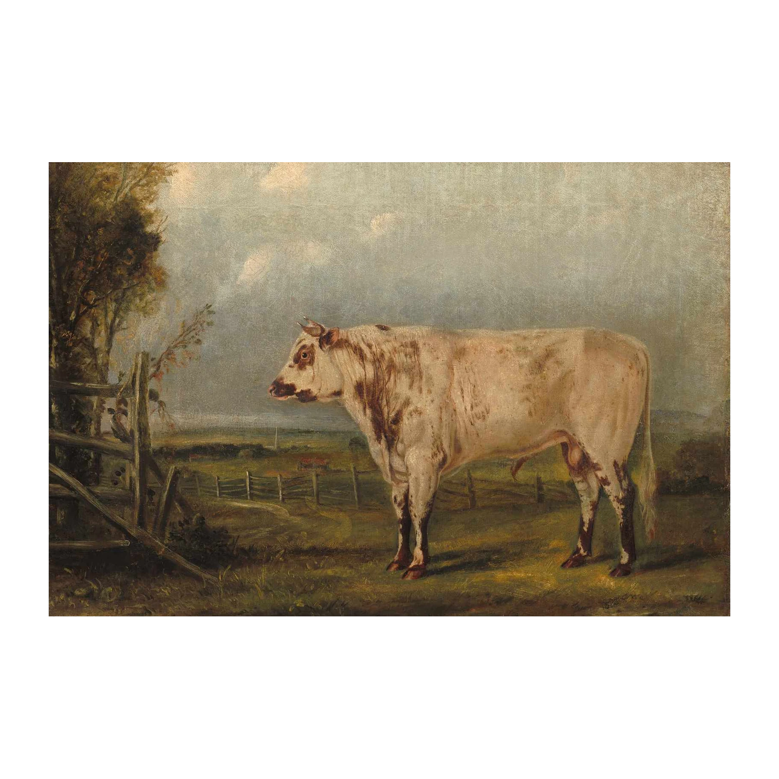 Pastoral Cattle Portrait Wall Art