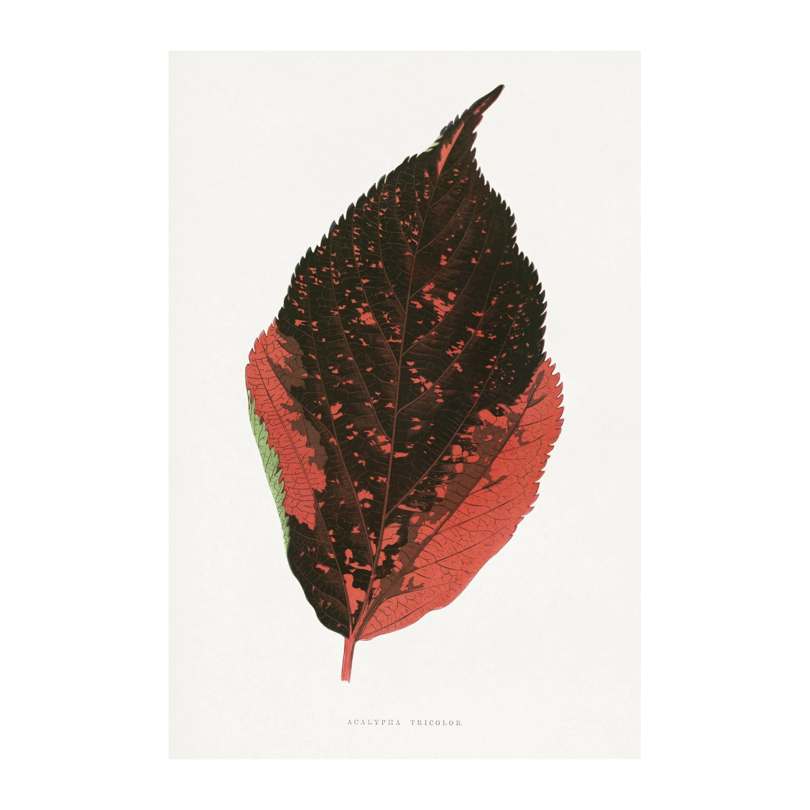 Acalypha Tricolor Leaf Botanical Wall Art